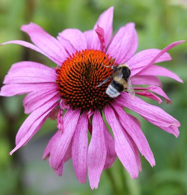 Sonnenhut Magnus Superior - Echinacea purpurea