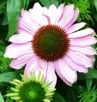 Sonnenhut Hope - Echinacea purpurea