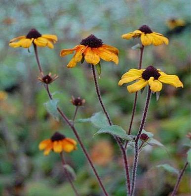 Rudbeckia Prairie Glow - Rudbeckia triloba
