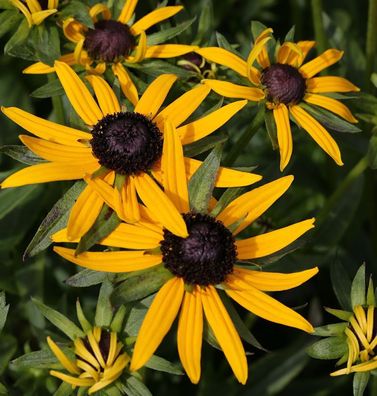 Sonnenhut Early Little Goldstar - großer Topf - Rudbeckia fulgida