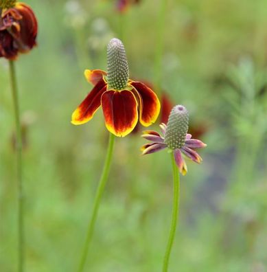 Mexikanischer Sonnenhut - Ratibida columnifera