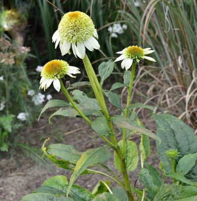 Sonnenhut Milkshake - Echinacea purpurea