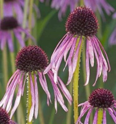 Schmalblättriger Sonnenhut - Echinacea angustifolia