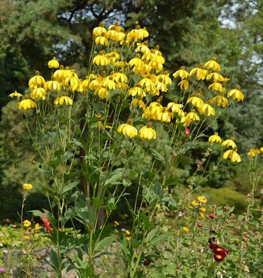 Fallschirm Rudbeckia Herbstsonne - Rudbeckia nitida