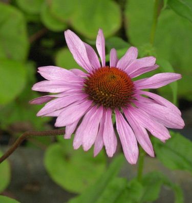 Sonnenhut Rubinstern - Echinacea purpurea