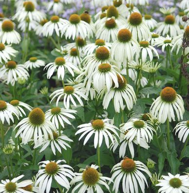 Sonnenhut Kims Mophead - Echinacea purpurea