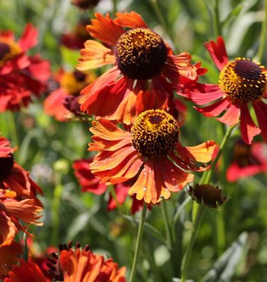 Sonnenbraut Ruby Tuesday - Helenium cultorum