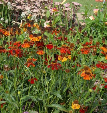 Sonnenbraut Mahagoni - Helenium cultorum