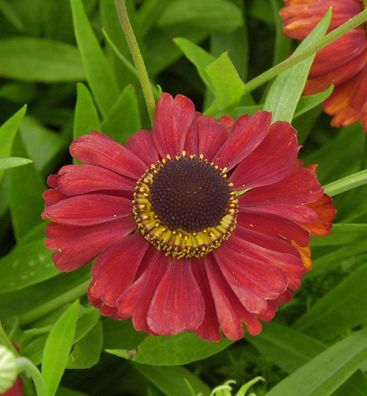 Sonnenbraut Kupferzwerg - Helenium