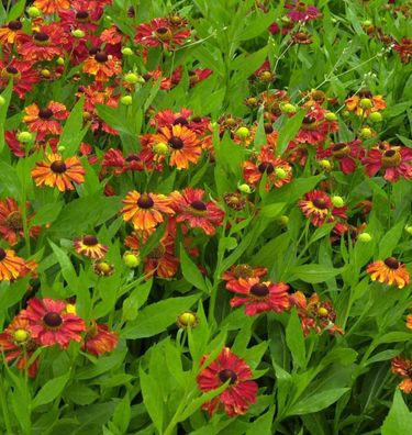 Sonnenbraut Baudirektor Linne - Helenium