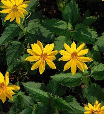 Sonnenauge Mars - Heliopsis scabra