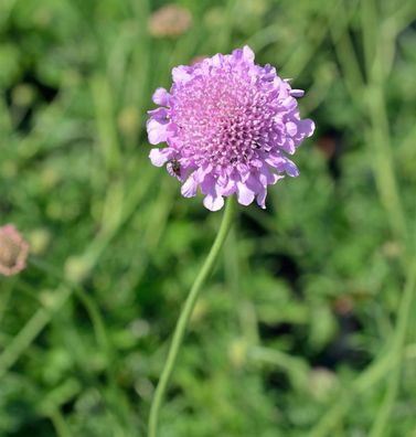 Tauben Skabiose Nana - Scabiosa columbaria