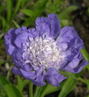 Kaukasus Skabiose Clive Greaves - Scabiosa caucasica