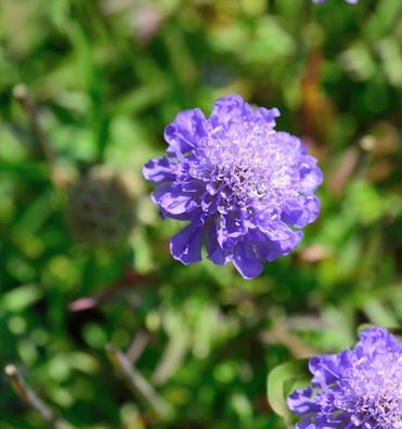 Kaukasus Skabiose Blauer Atlas - Scabiosa caucasica