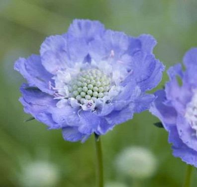 Kaukasus Skabiose Stäfä - Scabiosa caucasica