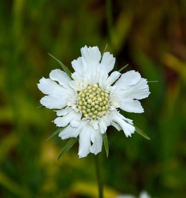 Kaukasus Skabiose Perfecta Alba - Scabiosa caucasica