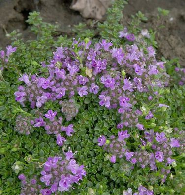 Teppich Thymian - Thymus praecox