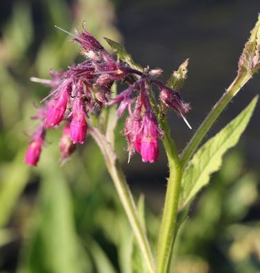 Kaukasus Beinwell Goldsmith - Symphytum grandiflorum