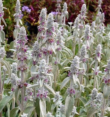 Wollziest - Stachys byzantina