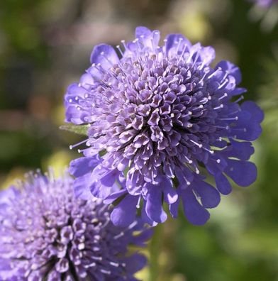 Kaukasus Skabiose Gudrun - Scabiosa caucasica