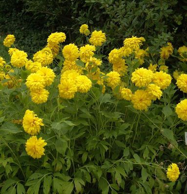 Schlitzblättriger Sonnenhut - Rudbeckia laciniata