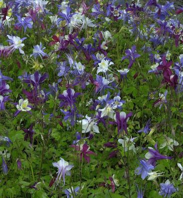 Akelei Biedermeier - Aquilegia caerulea