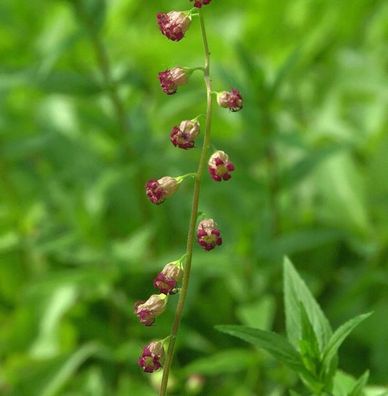 Falsche Allraunwurzel Rubra - Tellima grandiflora