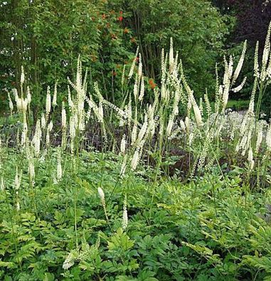 Juli Silberkerze - Actaea racemosa