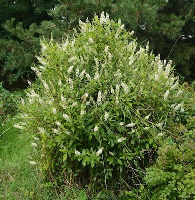 Zimterle Silberkerzenstrauch 80-100cm - Clethra alnifolia