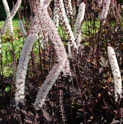 Traubensilberkerze Pink Spike - Actaea simplex