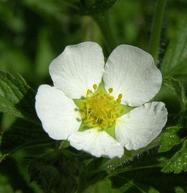 Felsen Fingerkraut - Drymocallis rupestris