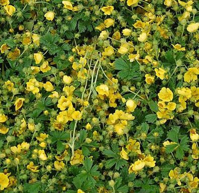 Frühlingsfingerkraut Nana - Potentilla neumanniana