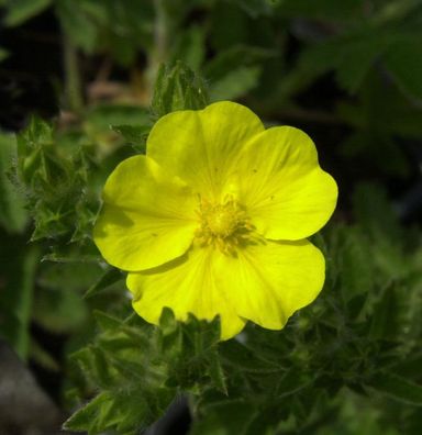 Aufrechtes Fingerkraut Warrenii - Potentilla recta