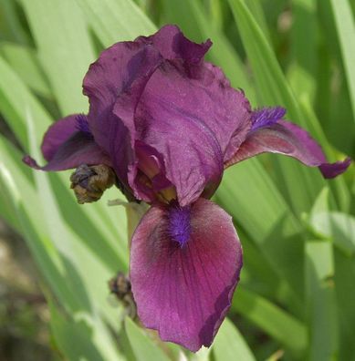 Zwergschwertlilie Atroviolacea - Iris barbata nana