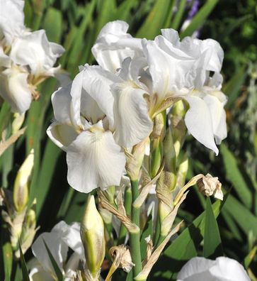 Schwertlilie White Knight - Iris barbata