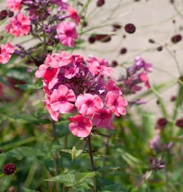 Hohe Flammenblume Flammenkuppel - Phlox paniculata