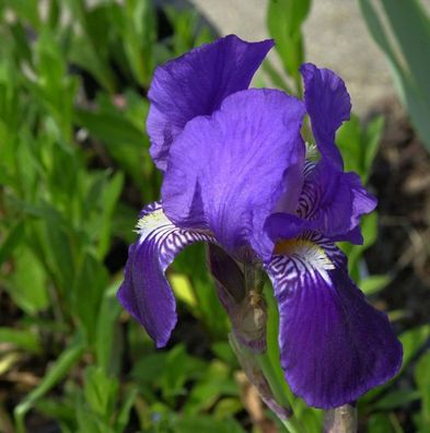 Schwertlilie After Dark - Iris barbata