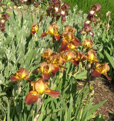 Schwertlilie Accent - Iris barbata