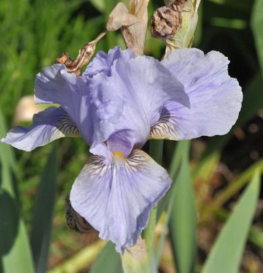 Mittelhohe Schwertlilie Morgendämmerung - Iris barbata