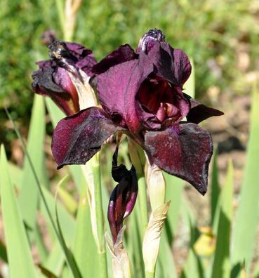 Schwertlilie Ruby Mine - Iris barbata