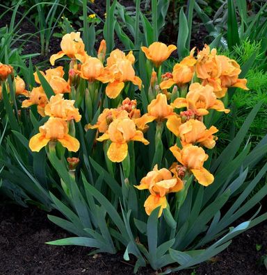 Schwertlilie Hindenburg - Iris barbata