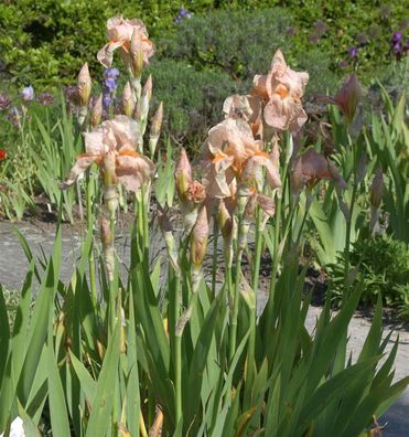Schwertlilie Blushing Pink - Iris barbata