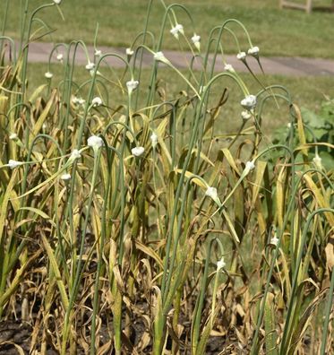 Echter Knoblauch - Allium sativum