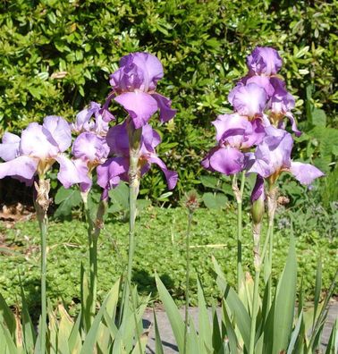 Schwertlilie Amethyst Flame - Iris barbata