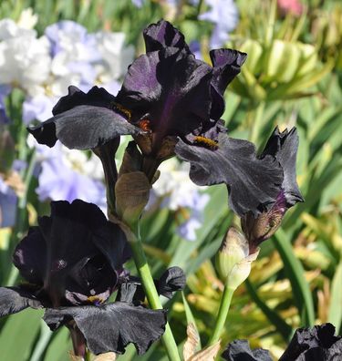 Mittelhohe Schwertlilie Black Watch - Iris barbata