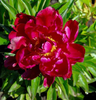 Edelpfingstrose Peter Brand - Paeonia lactiflora