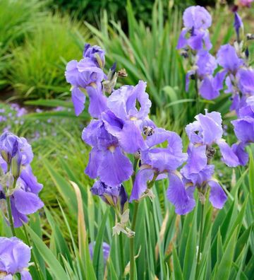 Schwertlilie Empress of India - Iris barbata