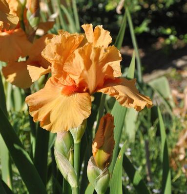 Mittelhohe Schwertlilie Apricot Silk - Iris barbata