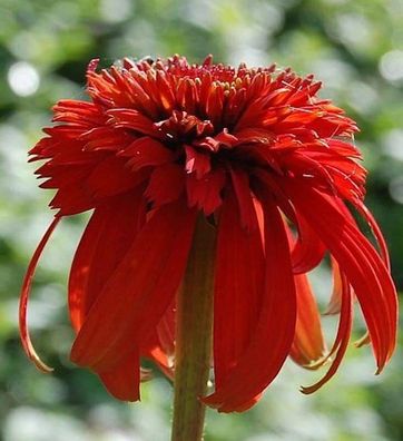 Sonnenhut Hot Papaya - Echinacea purpurea