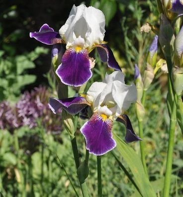 Schwertlilie Wabash - Iris barbata